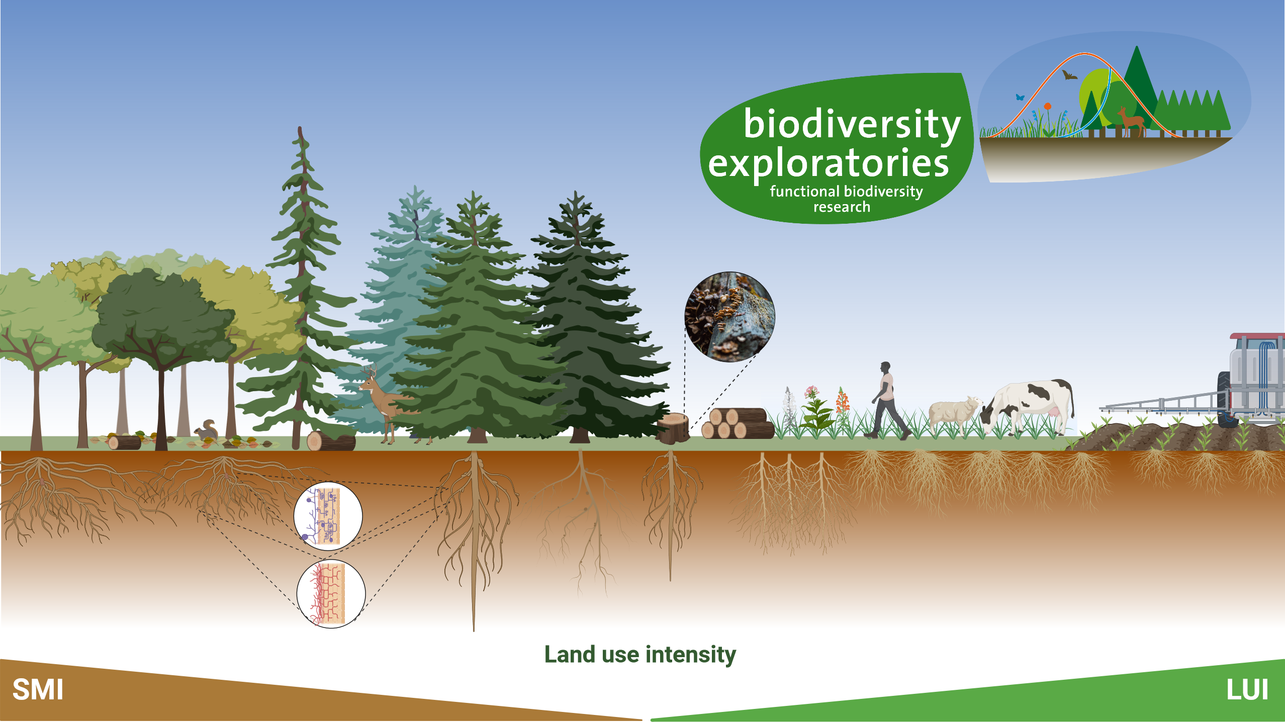 Graphical rappresentation of land use intensity levels on forest and grassland